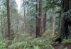 trees